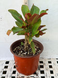 Euphorbia Milii SIAM SUNSHINE Crown of Thorns Corona De Cristo