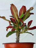 Euphorbia Milii SIAM SUNSHINE Crown of Thorns Corona De Cristo