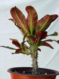Euphorbia Milii SIAM SUNSHINE Crown of Thorns Corona De Cristo