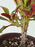 Euphorbia Milii SIAM SUNSHINE Crown of Thorns Corona De Cristo