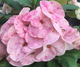 Euphorbia Milii APHRODITE Crown of Thorns Corona de Cristo Cactus Poysean Thai Hybrid