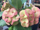 Euphorbia Milii ORANGE GIULIA Crown of Thorns Corona De Cristo Rare Poysean