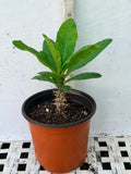 Euphorbia Milii EMERALD JADE Crown of Thorns  Corona de Cristo Succulent/Cactus