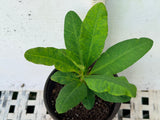 Euphorbia Milii EMERALD JADE Crown of Thorns  Corona de Cristo Succulent/Cactus