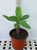 Euphorbia Milii PRECIOUS GOLD Crown of Thorns Corona De Cristo Cactus/Succulent