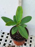 Euphorbia Milii PRECIOUS GOLD Crown of Thorns Corona De Cristo Cactus/Succulent