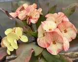 Euphorbia Milii MEGA YELLOW Crown of Thorns Corona de Cristo Poysean Super Giant Bloom
