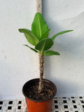 Euphorbia Milii VIOLET QUEEN Crown Of Thorns Corona de Cristo Thai Hybrid