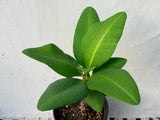 Euphorbia Milii VIOLET QUEEN Crown Of Thorns Corona de Cristo Thai Hybrid