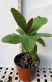 Euphorbia Milii ROMANTIC PINK Crown of Thorns Corona de Cristo