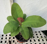 Euphorbia Milii ROMANTIC PINK Crown of Thorns Corona de Cristo