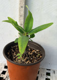 Euphorbia Milii BLESSING Crown Of Thorns  Corona de Cristo Cactus Succulents Tropicals