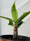 Euphorbia Milii BLESSING Crown Of Thorns  Corona de Cristo Cactus Succulents Tropicals