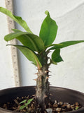 Euphorbia Milii BLESSING Crown Of Thorns  Corona de Cristo Cactus Succulents Tropicals