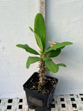 Euphorbia Milii BLANCE Crown of Thorns Corona de Cristo Succulents Thai Hybrid