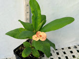 Euphorbia Milii BLANCE Crown of Thorns Corona de Cristo Succulents Thai Hybrid