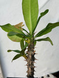 Euphorbia Milii BLANCE Crown of Thorns Corona de Cristo Succulents Thai Hybrid
