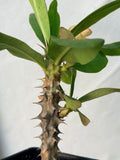 Euphorbia Milii BLANCE Crown of Thorns Corona de Cristo Succulents Thai Hybrid