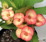 Euphorbia Milii PINK PARFAIT Crown Of Thorns Corona de Cristo Thai Hybrid