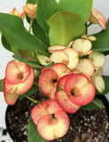 Euphorbia Milii PINK PARFAIT Crown Of Thorns Corona de Cristo Thai Hybrid