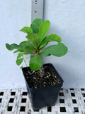 Euphorbia Milii EUPHORBIA ROSES Crown of Thorns Thai Hybrid