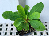 Euphorbia Milii EUPHORBIA ROSES Crown of Thorns Thai Hybrid