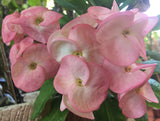 Euphorbia Milii ANGEL FACE Crown of Thorns Corona De Cristo Cactus Thai Hybrid