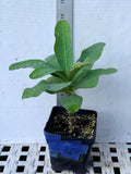 Euphorbia Milii OLIVIA Crown of Thorns Corona d'Cristo/Espina Succulent