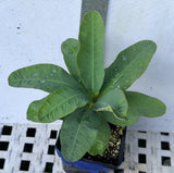Euphorbia Milii OLIVIA Crown of Thorns Corona d'Cristo/Espina Succulent