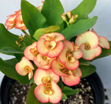 Euphorbia Milii PINK PARFAIT Crown Of Thorns Corona de Cristo Thai Hybrid
