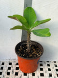Euhorbia Milii CLEO Crown Of Thorns Corona de Cristo Cactus/Succulent