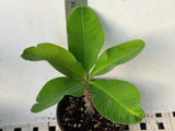 Euhorbia Milii CLEO Crown Of Thorns Corona de Cristo Cactus/Succulent