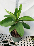 Euphorbia Milii TWILIGHT WONDER Crown Of Thorns Thai Hybrid Corona de Cristo