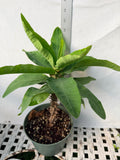 Euphorbia Milii TWILIGHT WONDER Crown Of Thorns Thai Hybrid Corona de Cristo