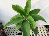 Euphorbia Milii TWILIGHT WONDER Crown Of Thorns Thai Hybrid Corona de Cristo