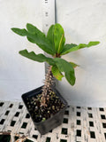 Euphorbia Milii ORANGE POM POM Crown of Thorns Corona De Cristo Cactus Rare