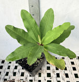 Euphorbia Milii ORANGE POM POM Crown of Thorns Corona De Cristo Cactus Rare