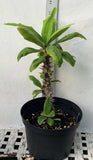 Euphorbia Milii BUPPA THANAPOHN Crown of Thorns Corona de Cristo Cactus Succulents