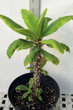 Euphorbia Milii BUPPA THANAPOHN Crown of Thorns Corona de Cristo Cactus Succulents