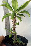 Euphorbia Milii BUPPA THANAPOHN Crown of Thorns Corona de Cristo Cactus Succulents