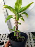 Euphorbia Milii BUPPA THANAPOHN Crown of Thorns Corona de Cristo Cactus Succulents
