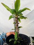 Euphorbia Milii BUPPA THANAPOHN Crown of Thorns Corona de Cristo Cactus Succulents