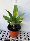 Euphorbia Milii LUCKY RUBY Crown of Thorns Corona de Cristo Thai Hybrid