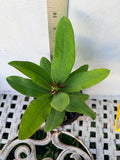 Euphorbia Milii LUCKY RUBY Crown of Thorns Corona de Cristo Thai Hybrid