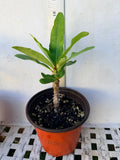 Euphorbia Milii DANCING QUEEN (POP CHOK) Crown of Thorns Corona De Cristo Succulent/Cactus
