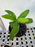 Euphorbia Milii DANCING QUEEN (POP CHOK) Crown of Thorns Corona De Cristo Succulent/Cactus