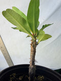 Euphorbia Milii DANCING QUEEN (POP CHOK) Crown of Thorns Corona De Cristo Succulent/Cactus