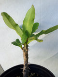 Euphorbia Milii DANCING QUEEN (POP CHOK) Crown of Thorns Corona De Cristo Succulent/Cactus