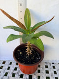 Euphorbia Milii "First Lady II" Crown Of Thorns Corona de Cristo Thai Hybrid