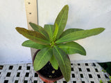 Euphorbia Milii "First Lady II" Crown Of Thorns Corona de Cristo Thai Hybrid